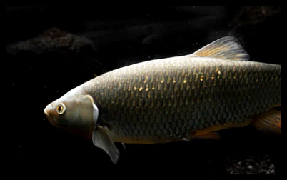 물속에서 헤엄치는 잉어 사진