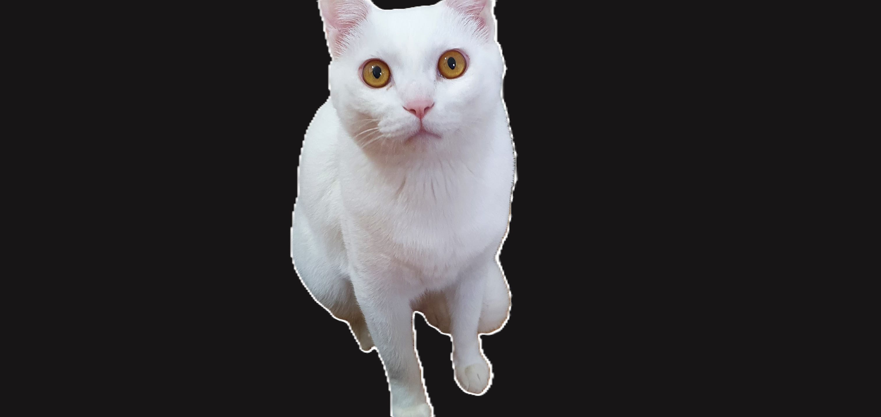 윈도우11_사진앱으로배경을_제거하거나_흐리게처리하기_12