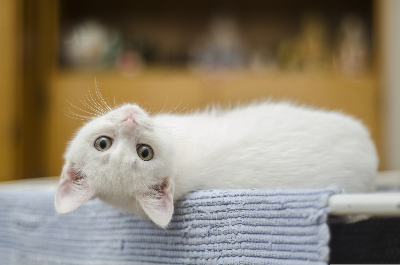 누워서 카메라를 쳐다보는 하얀고양이
