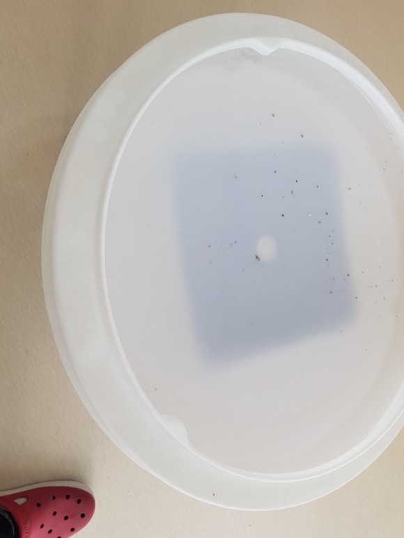 군산 장성주공아파트 24평 비확산형 이사청소 리뷰 [고곡린] 군산입주청소 엄마카페에서 소개받아 전화드렸습니다~ 15