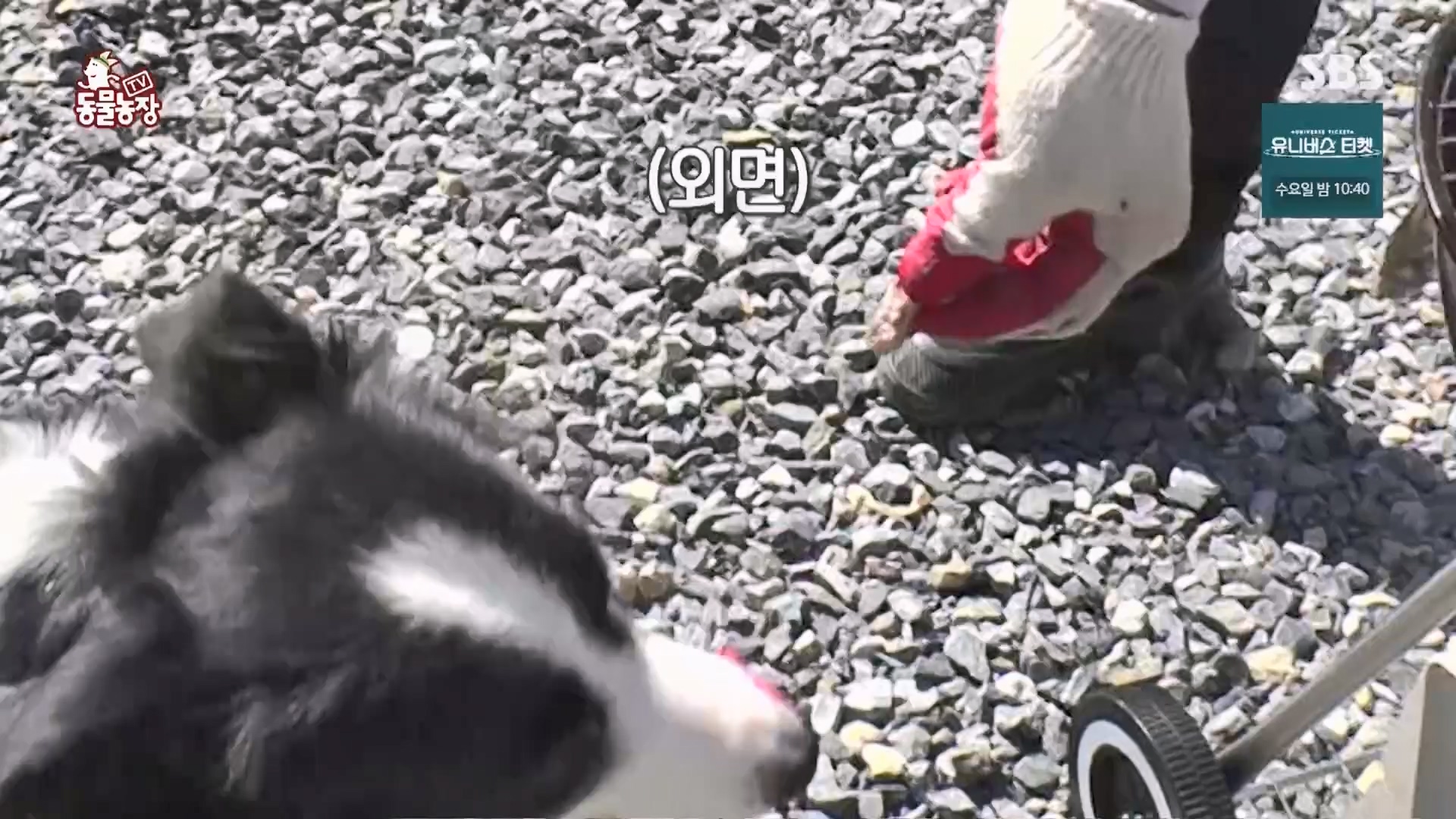 TV 동물농장.E1148.231203p.H264-F1RST.mp4_20231203_165826.801.jpg