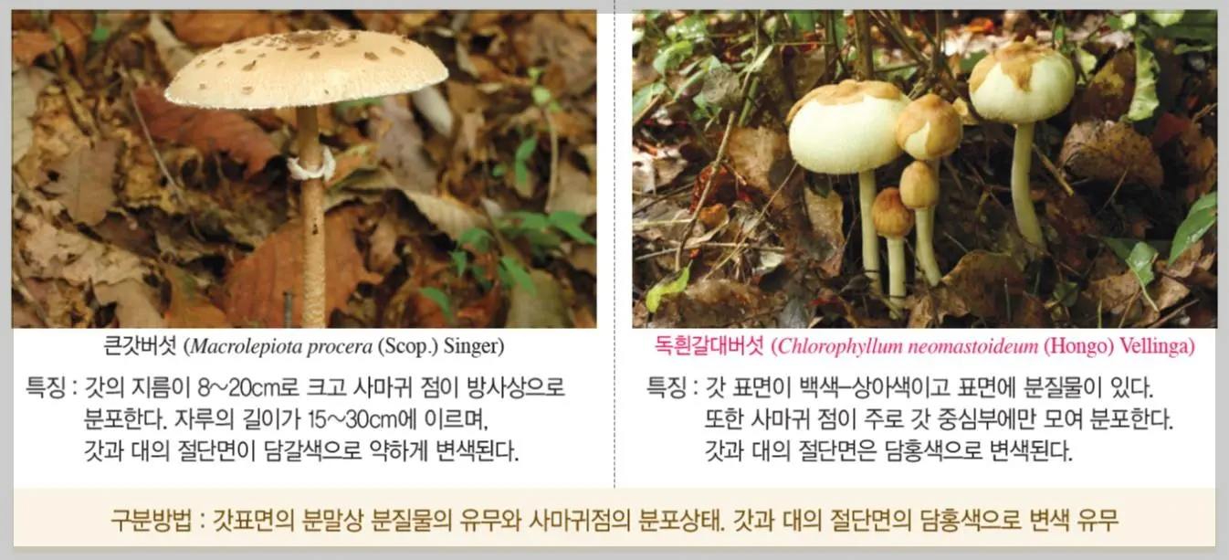 식용버섯 큰갓버섯과 독버섯 독흰갈대버섯 구별법