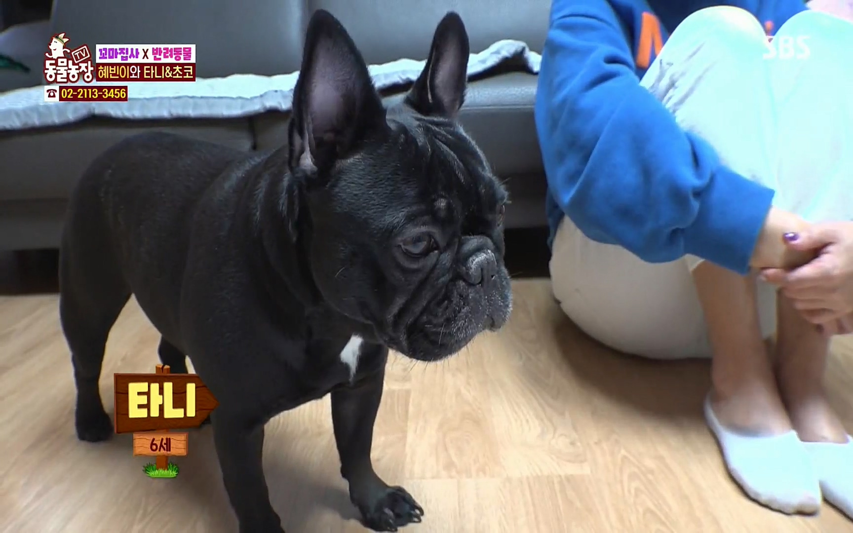 TV 동물농장.E1061.220320p.H264-F1RST.mp4_20220320_183620.119.jpg