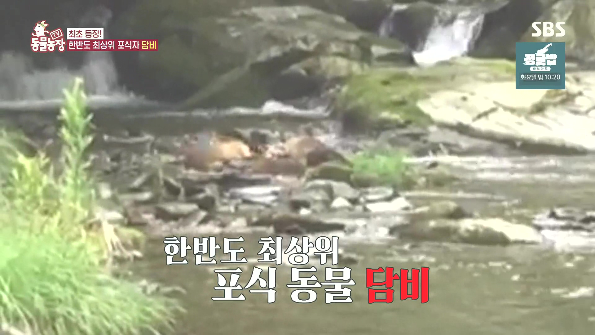 TV 동물농장.E1185.240818p.H264-F1RST.mp4_20240818_161313.770.jpg