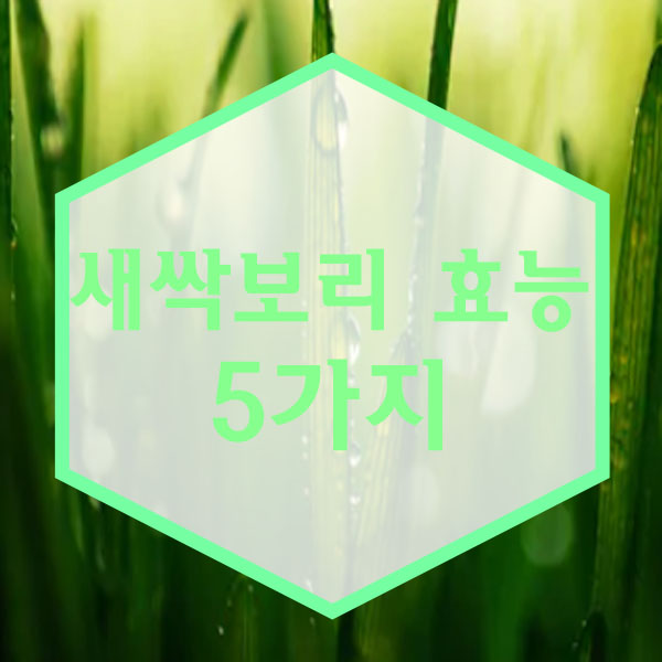  새싹보리 효능 부작용