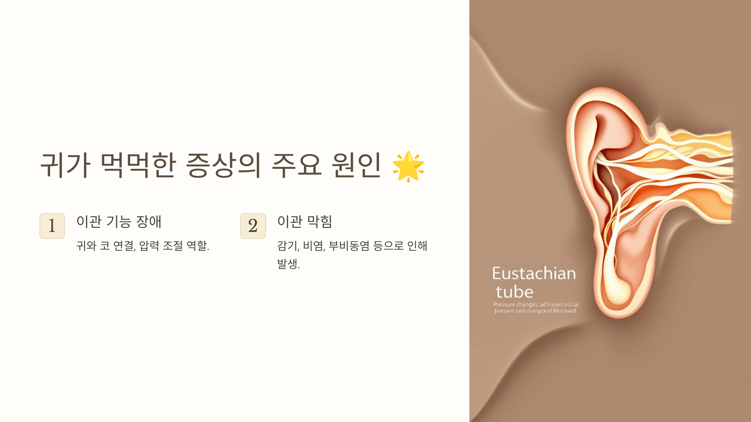 귀 사진입니다.