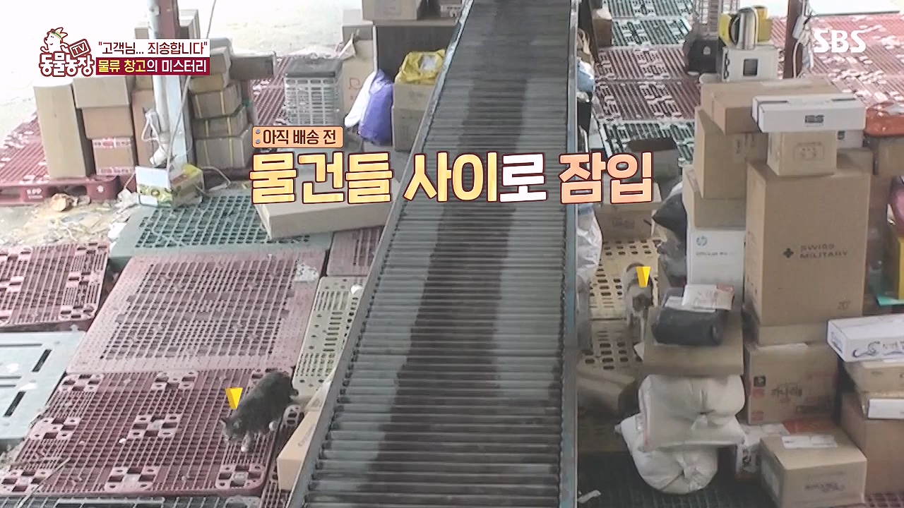 TV 동물농장.E1153.240108p-NEXT.mp4_20240107_173819.093.jpg