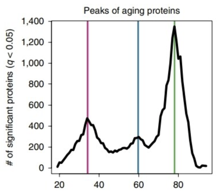 peaks-of-aging-proteins