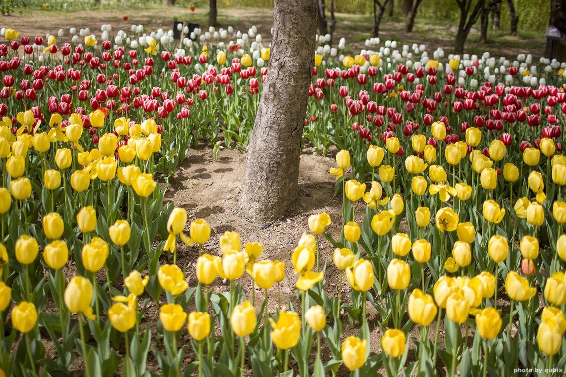 벚꽃 뒤의 튤립, 서울 성수동 튤립명소 '서울숲' 21
