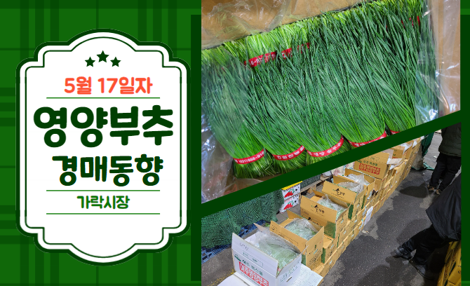  [경매사 일일보고] 5월 17일자 가락시장 영양부추 경매동향을 살펴보겠습니다!