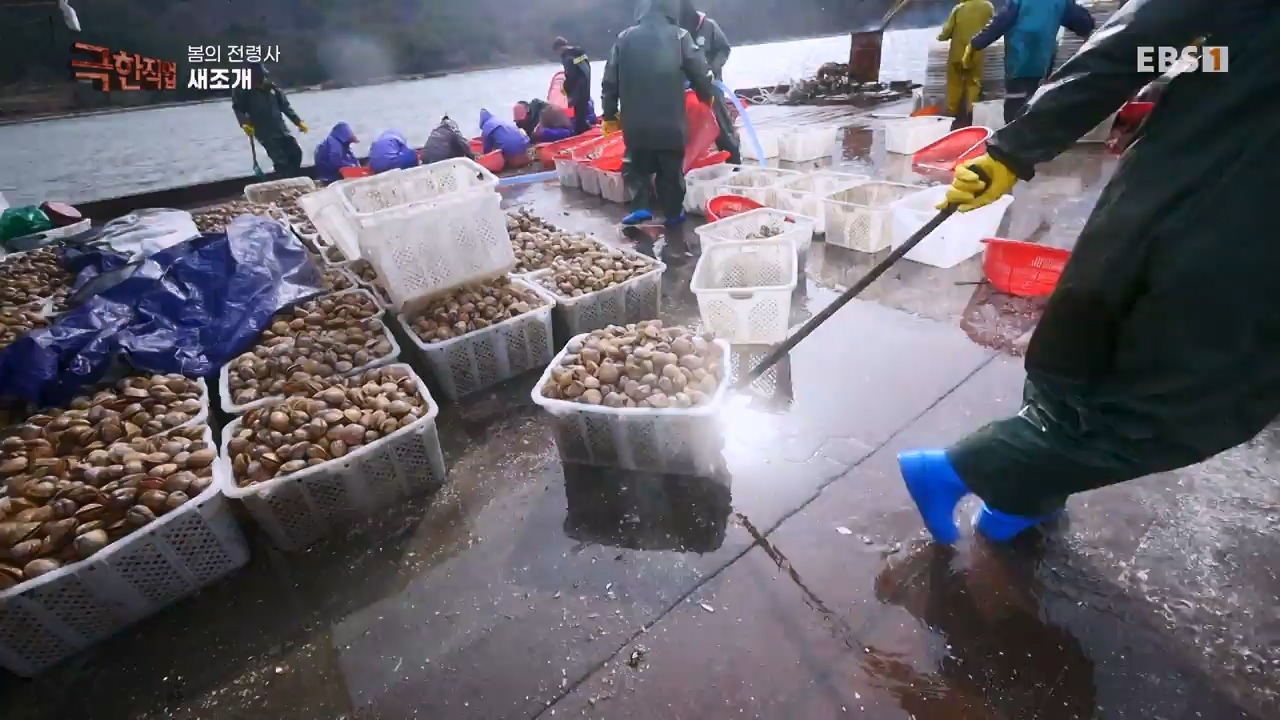 TV - 전 국민의 평생학교 EBS봄의 전령사! 새조개, 미나리, 주꾸미.mp4_20240316_171249.096.jpg