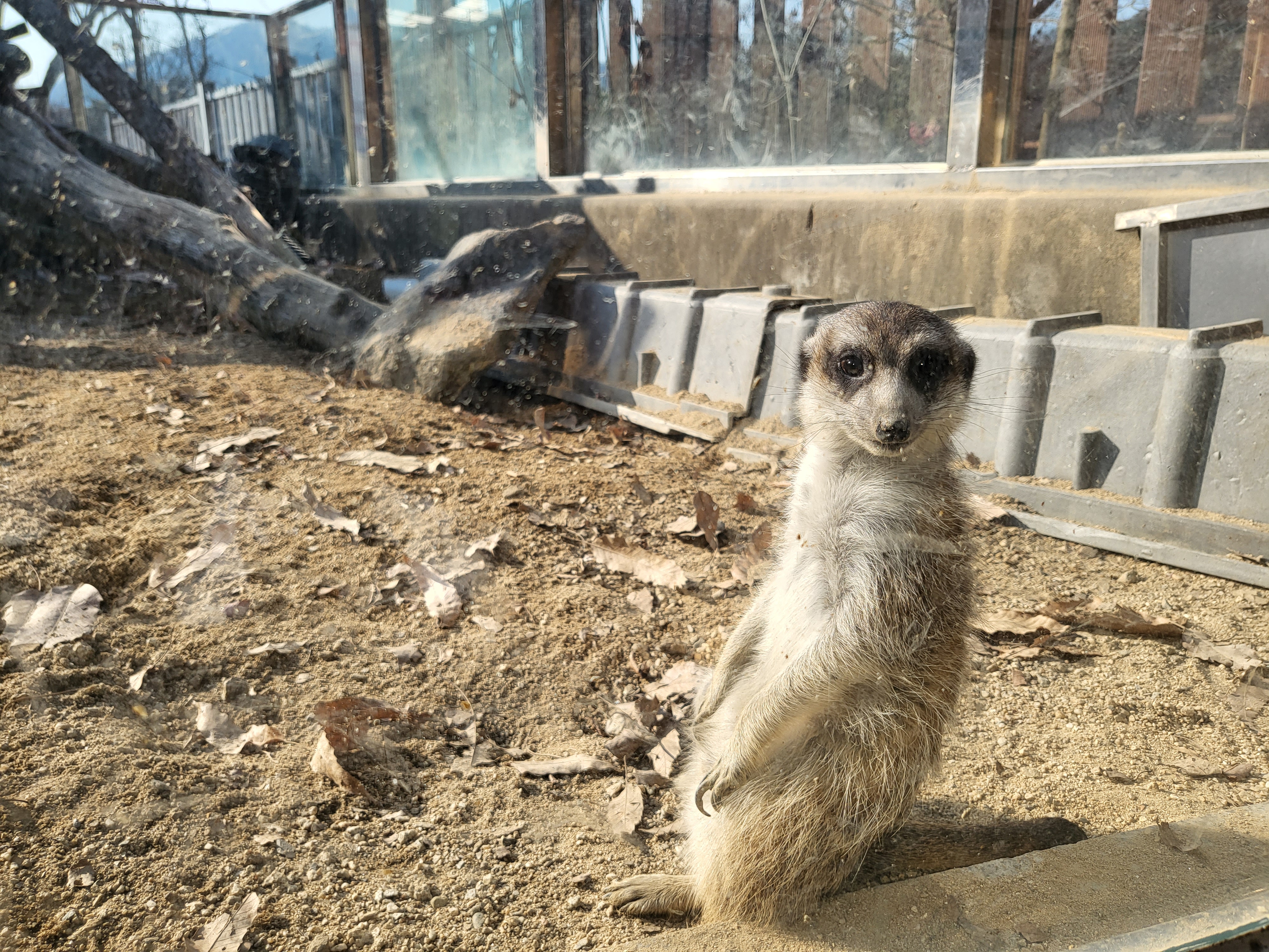 청주 동물원 - 사진 아는 미어캣