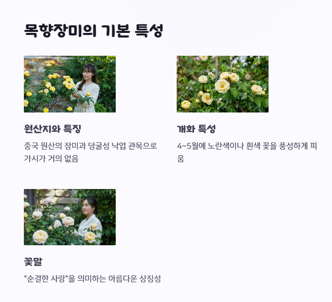 목향장미 키우기