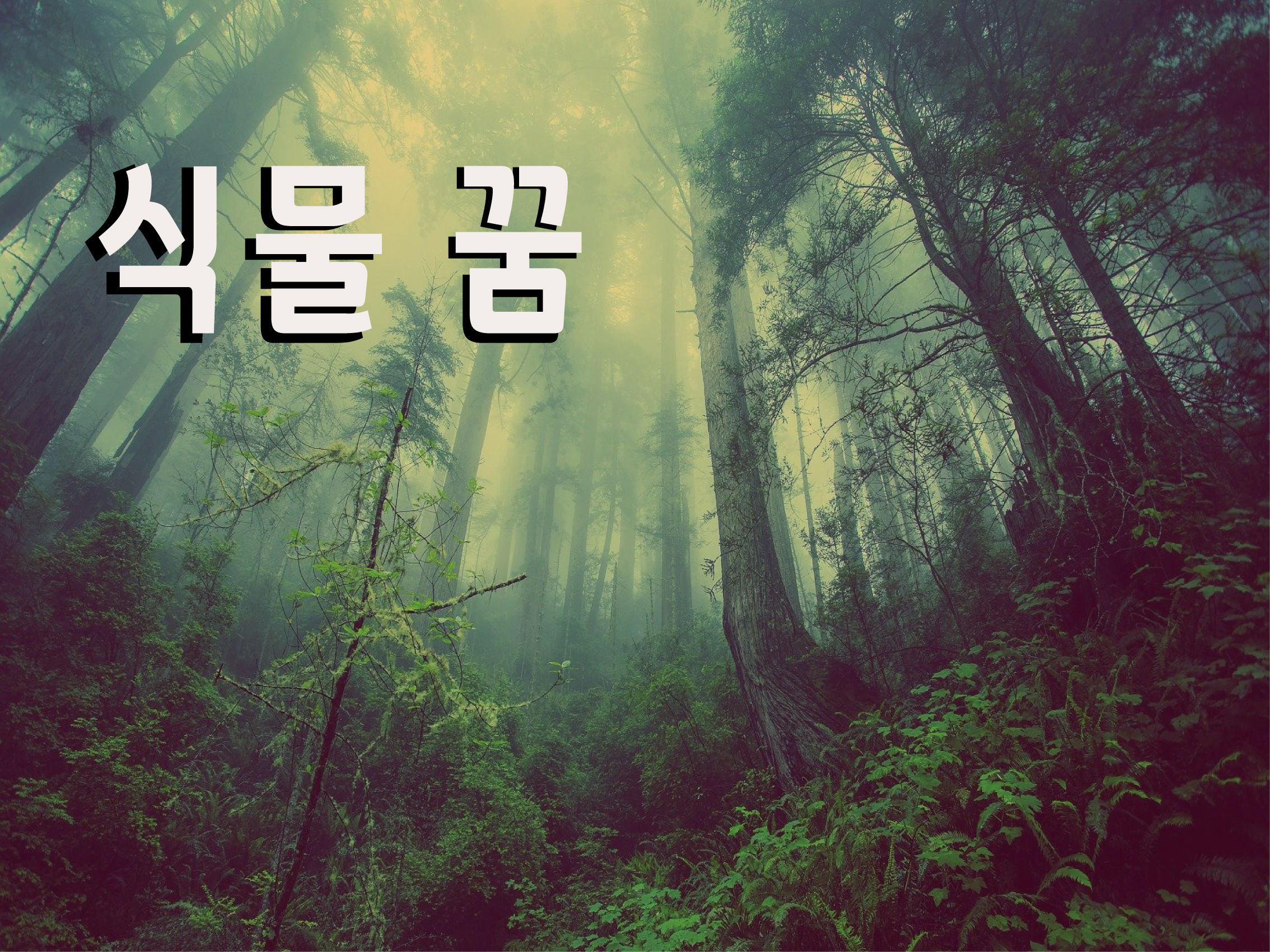  식물 꿈의 의미! 키우기, 시들기, 열매 맺는 꿈의 상황별 꿈해몽