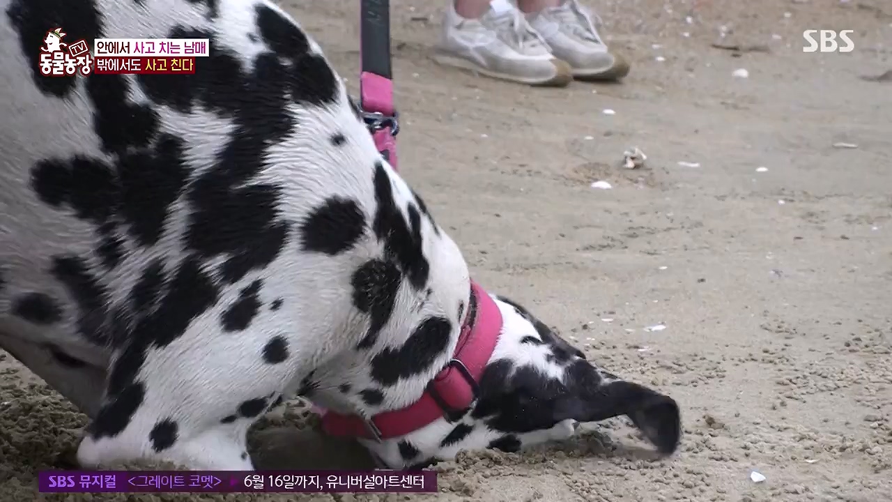 TV 동물농장.E1175.240610p-NEXT.mp4_20240609_160232.482.jpg