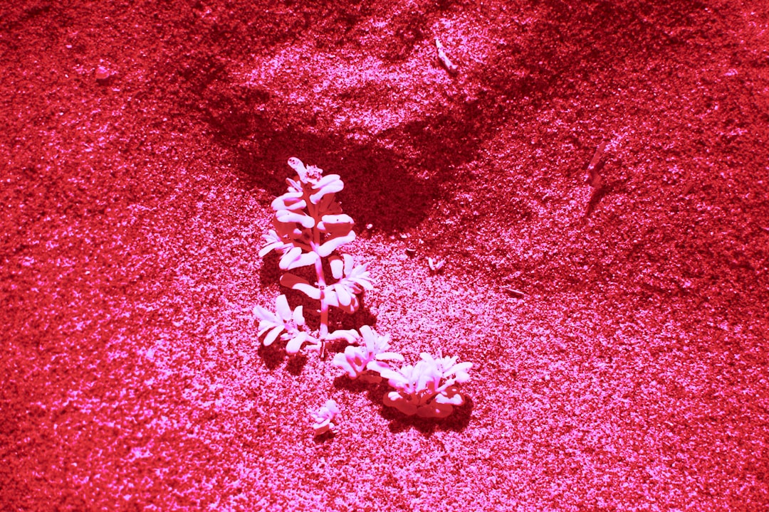Chondroitin