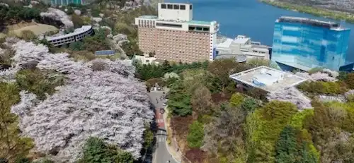 벚꽃 명소 워커힐 호텔