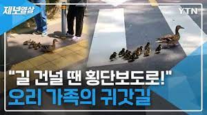  청계천에서 아침 수영하는 사람들