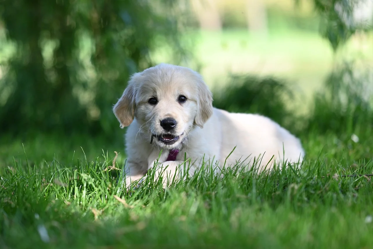 🐶반려동물 (강아지·고양이) 혈뇨 원인? 방광염, 결석부터 약, 항생제, 영양제, 병원비 검사 비용까지 현실 꿀팁 대공개!