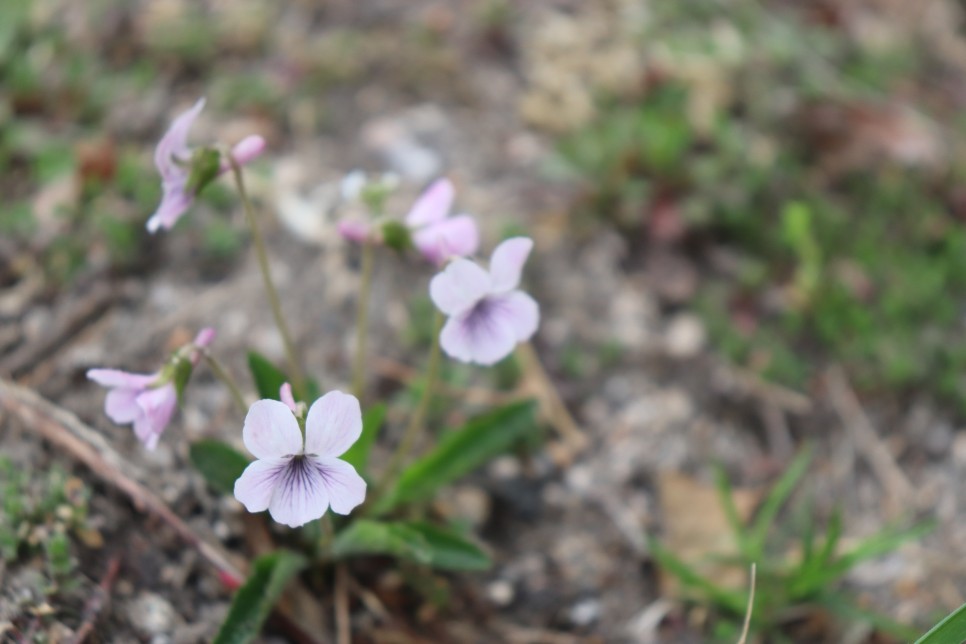 홍릉시험림(홍릉수목원) #페이지 토.일요일서울가볼만한곳 60