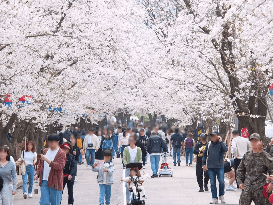 에덴벚꽃축제
