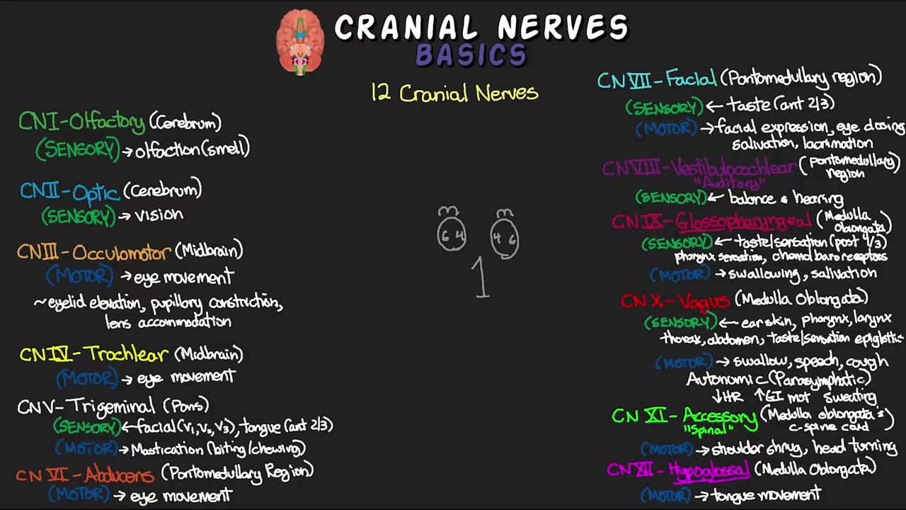 12가지 뇌신경과 이를 기억하는 방법! - 뇌신경 기초