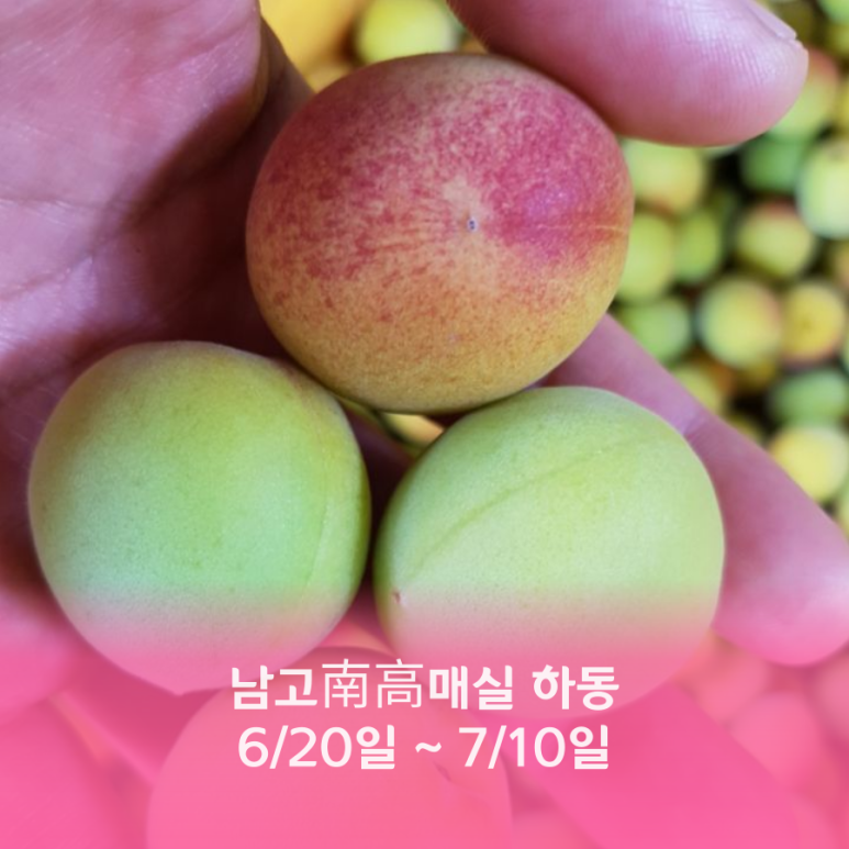 매실남녀 수확기 계절가격정보 2021 홍매실매장소 9