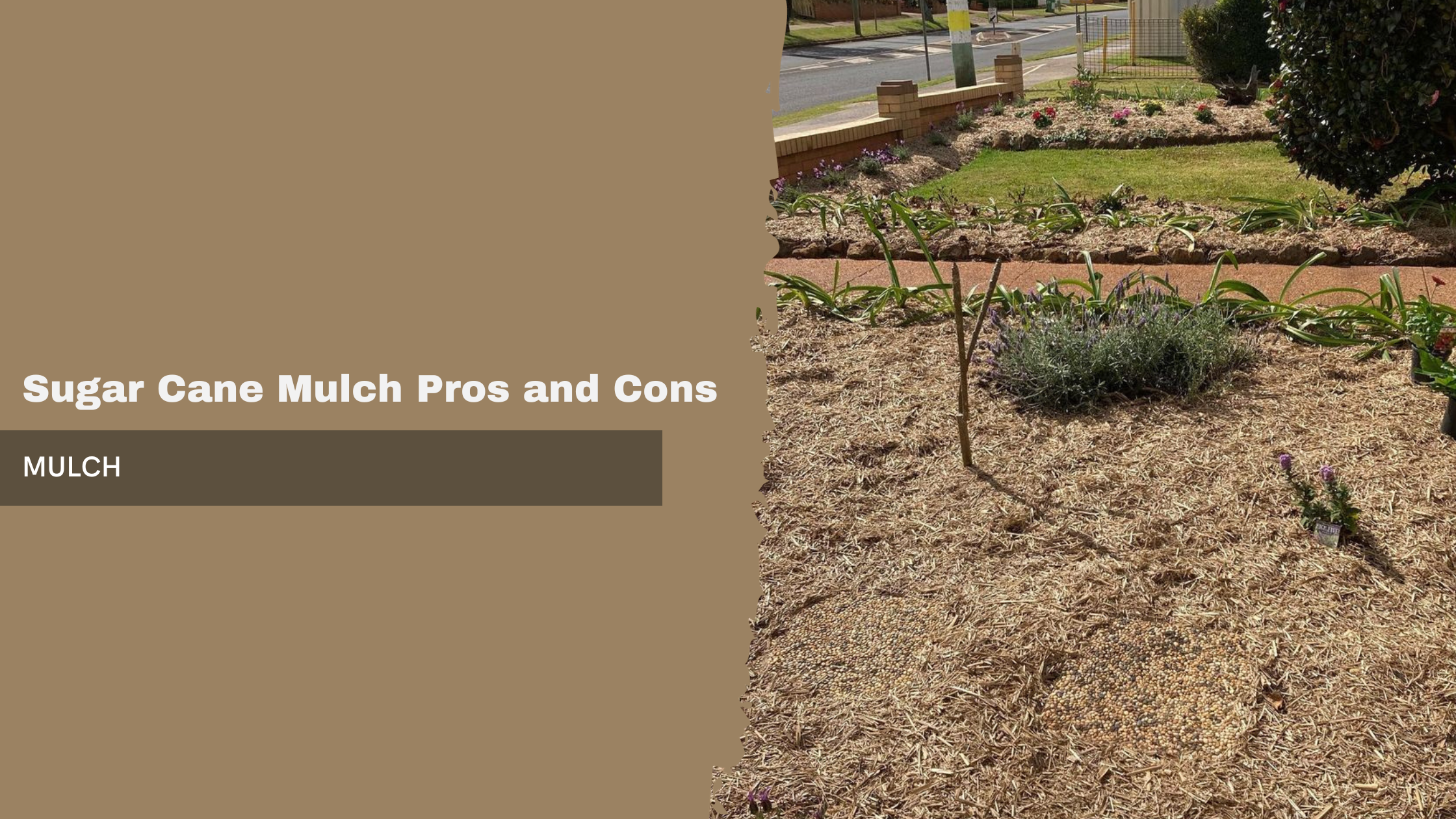 Sugar Cane Mulch Pros and Cons