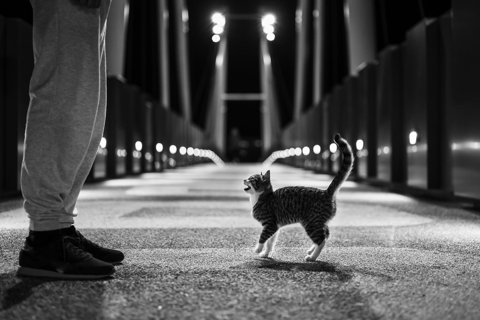 고양이