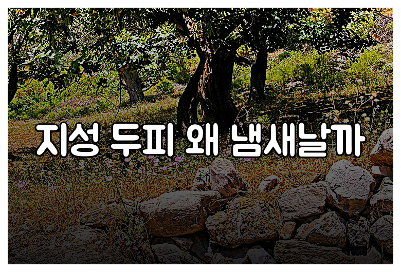 지성 두피 왜 냄새날까