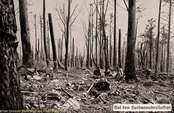 제1차 세계대전 보주 포격 이후 숲