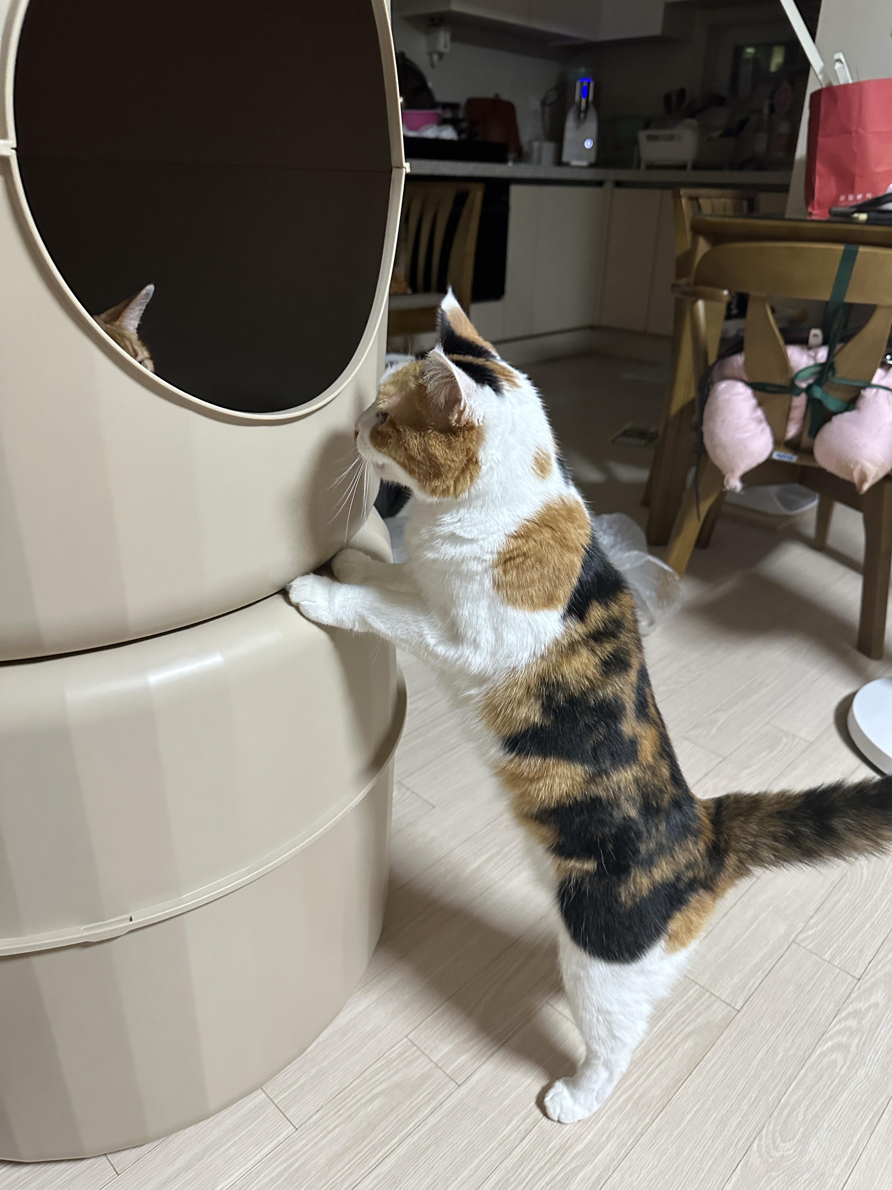 일어서서_2층을_들여다보는_요미