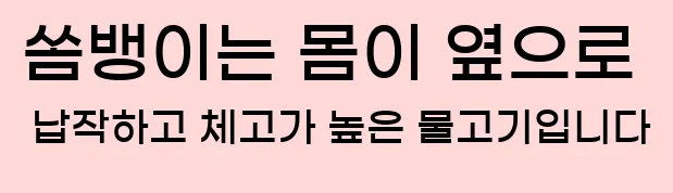  ◆ 쏨뱅이는 몸이 옆으로 납작하고 체고가 높은 물고기입니다.