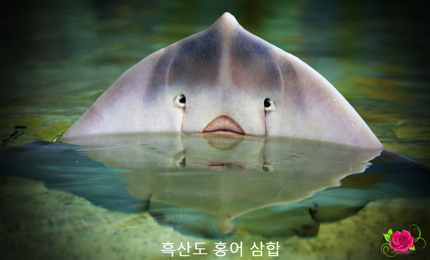  목포 흑산도 홍어 삼합 만들어보기 가격