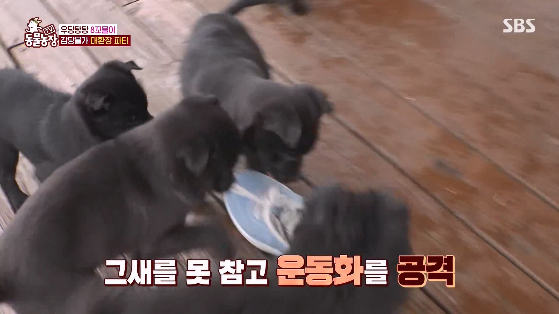 TV 동물농장.E1164.240324p-NEXT.mp4_20240324_172337.996.jpg