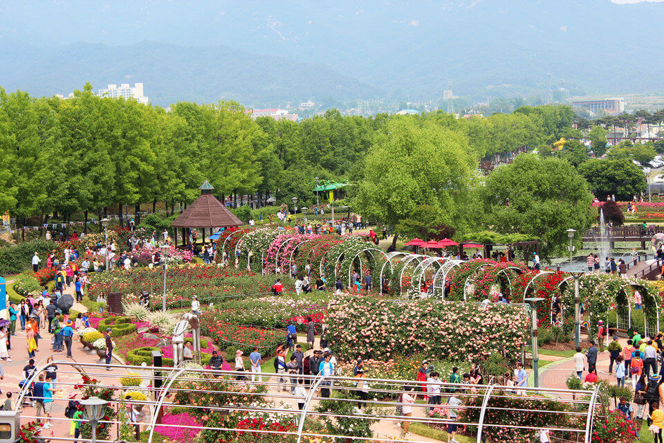 곡성 장미축제 전경