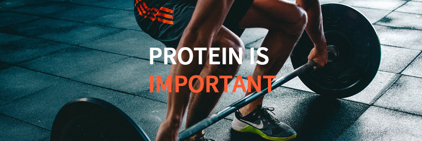 단백질중요성-썸네일-이미지