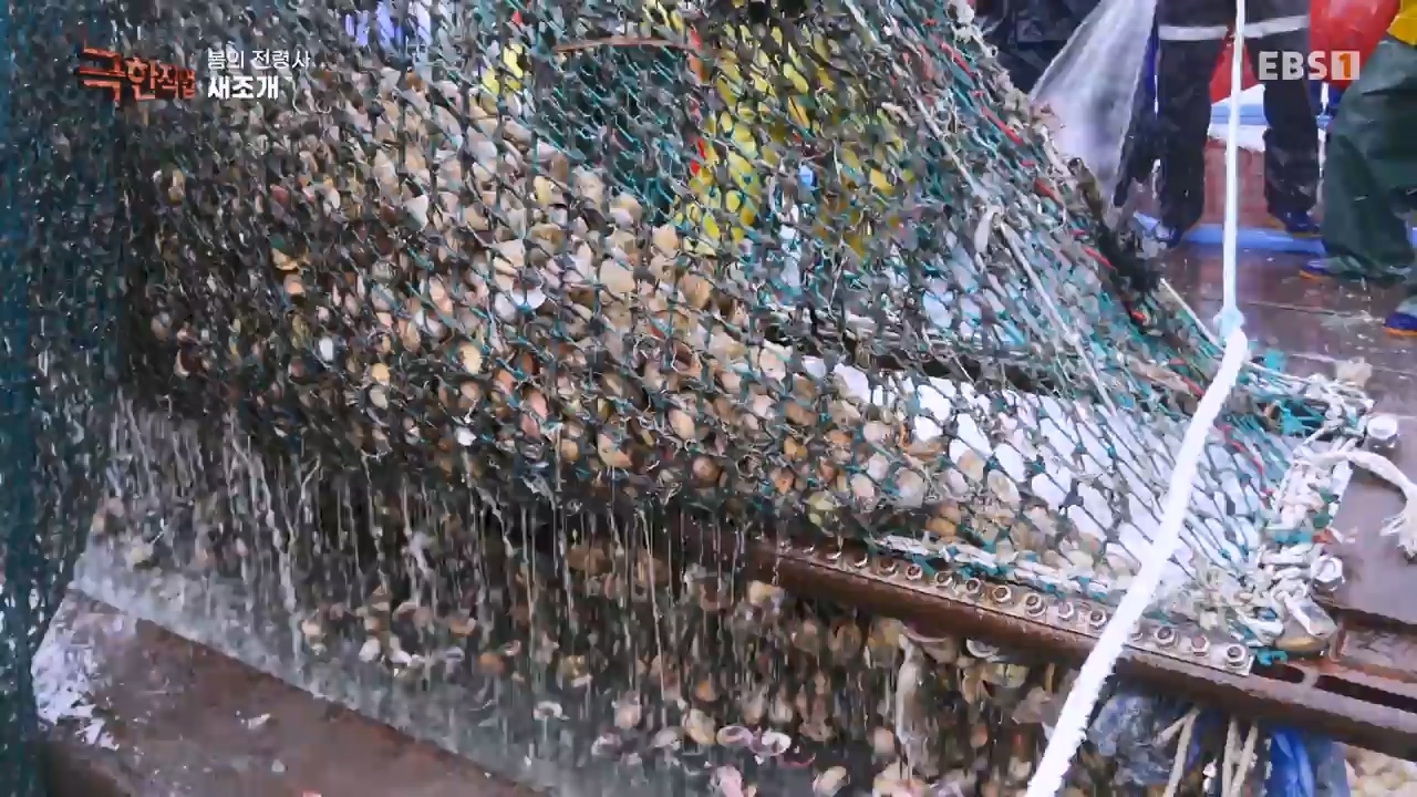 TV - 전 국민의 평생학교 EBS봄의 전령사! 새조개, 미나리, 주꾸미.mp4_20240316_171246.757.jpg