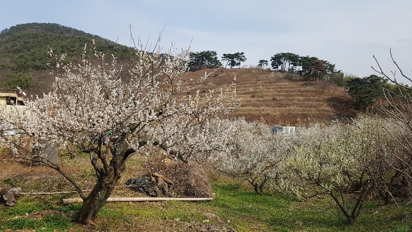  경남양산 가볼만한곳<양산 원동매화축제 2020>