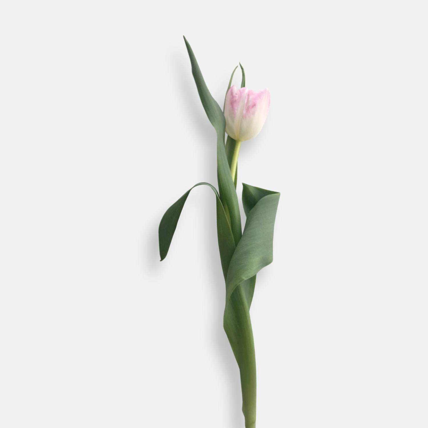  욕망의 또다른 이름, Tulip(튤립)