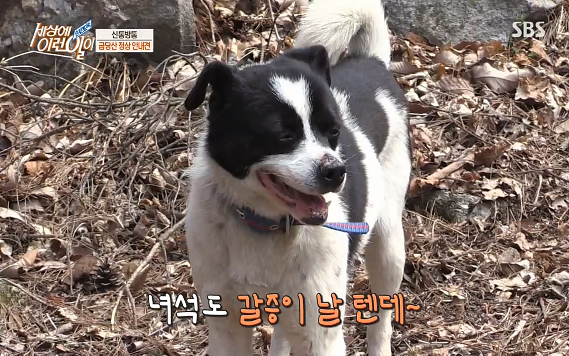 순간포착 세상에 이런일이.E1176.220420p-NEXT.mp4_20220420_175846.635.jpg