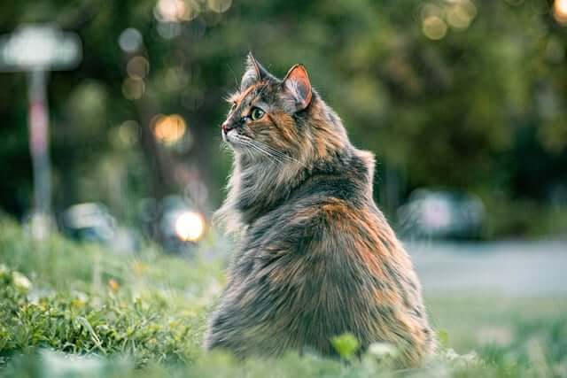 고양이꿈&amp;#44; 고양이 나오는 꿈&amp;#44; 고양이꿈해몽&amp;#44; 고양이 나오는 꿈해몽 흉몽?