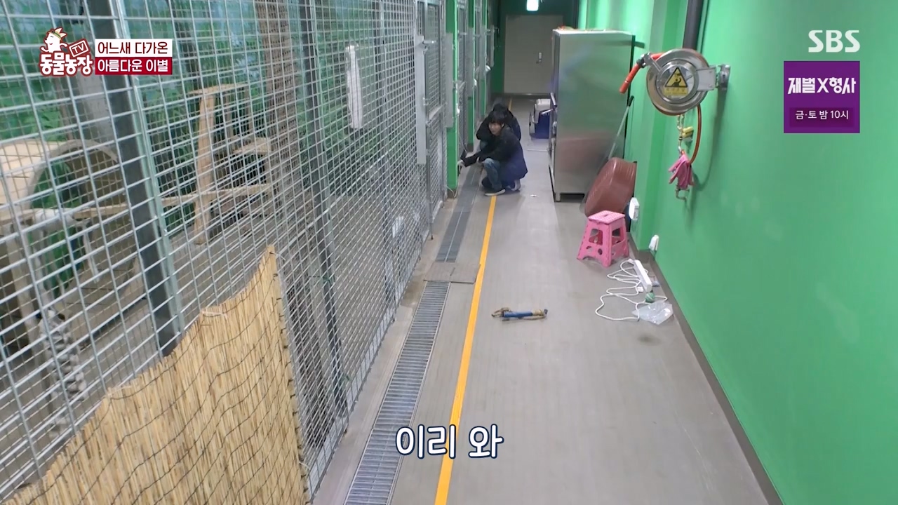 TV 동물농장.E1156.240129p-NEXT.mp4_20240128_191741.167.jpg