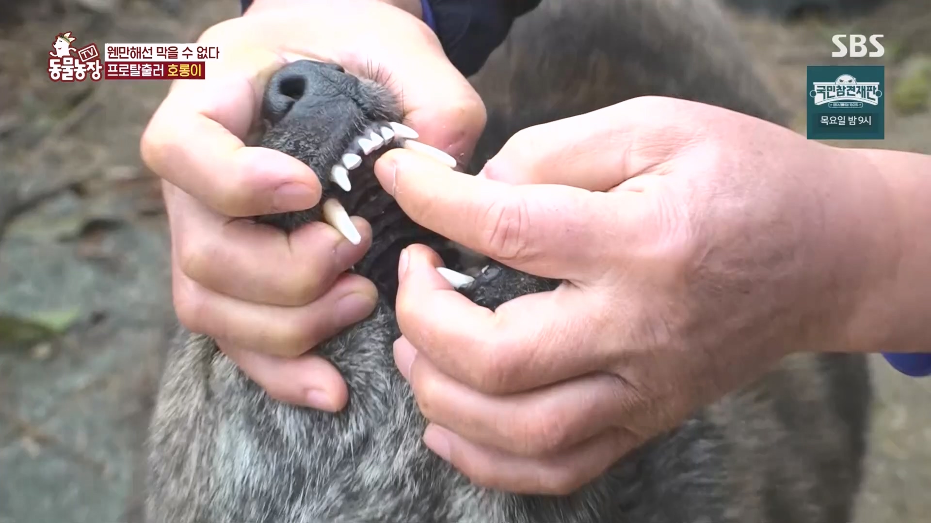 TV 동물농장.E1160.240225p.H264-F1RST.mp4_20240225_165133.040.jpg