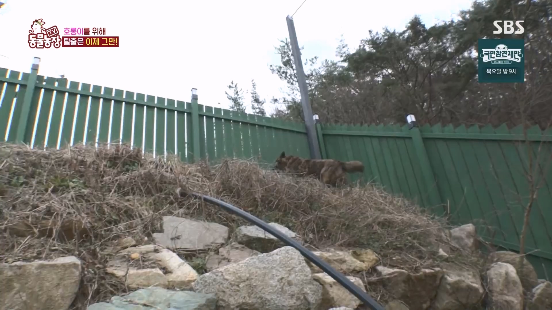 TV 동물농장.E1160.240225p.H264-F1RST.mp4_20240225_165135.631.jpg