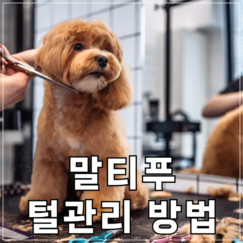 말티 푸 털 관리 방법