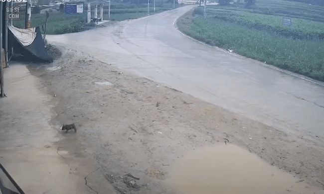 img.gif