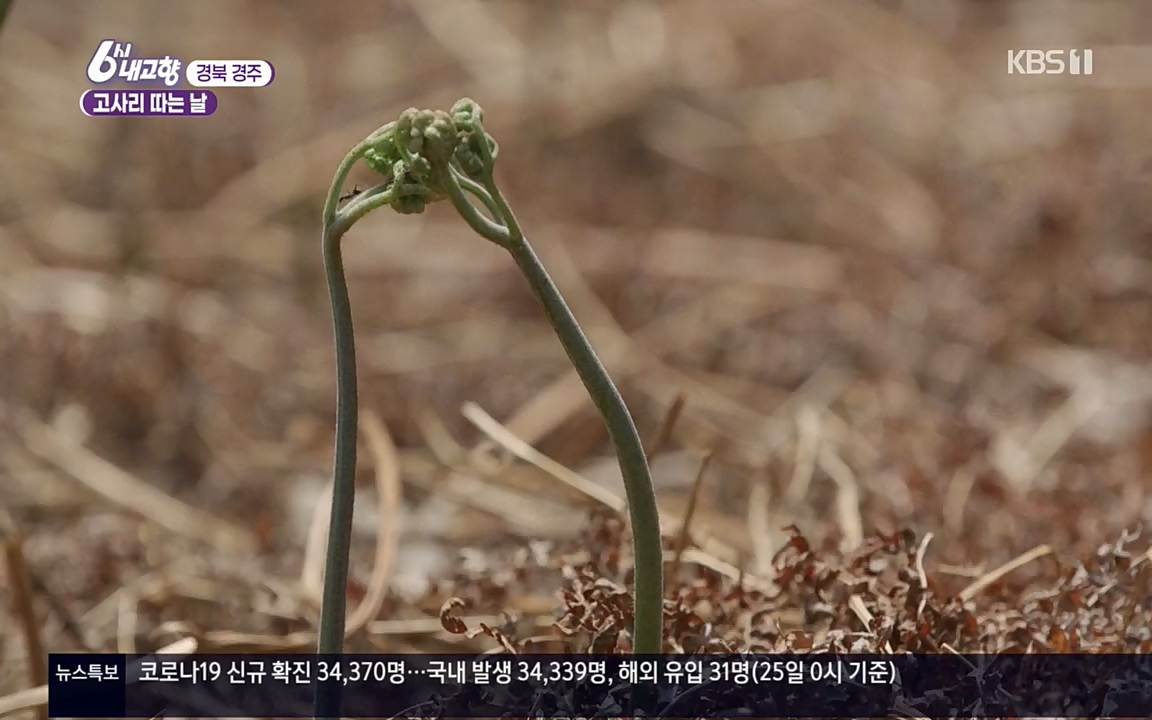 6시 내고향.E7518.220426p.H264-F1RST.mp4_20220504_192757.182.jpg
