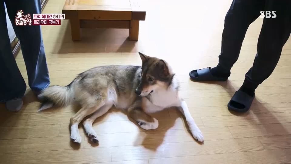 TV 동물농장.E1125.230618p.H264-F1RST.mp4_20230618_192127.179.jpg