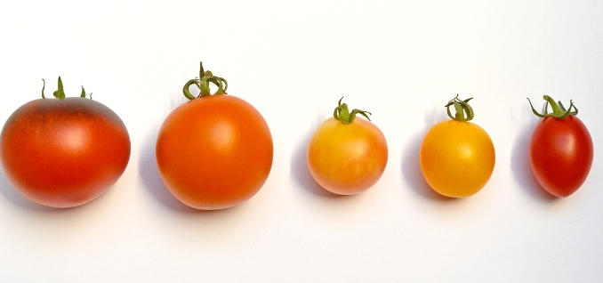 다양한 종류의 토마토